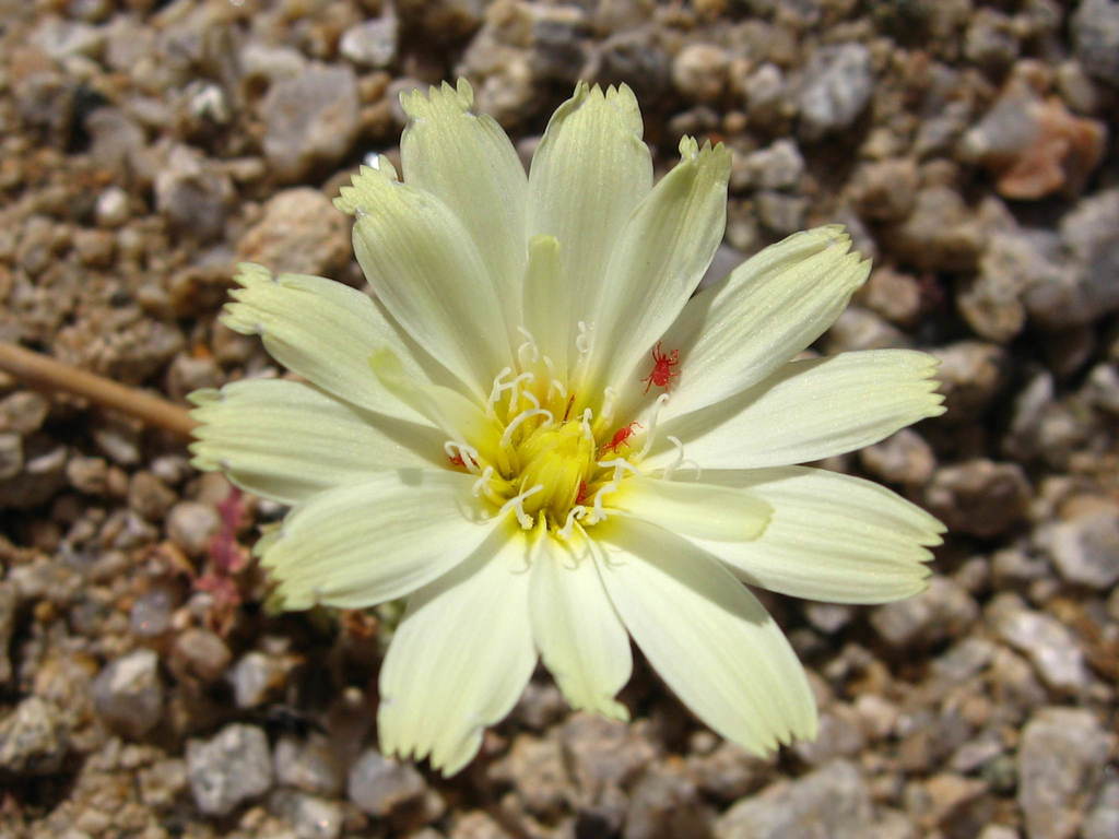 Anisocoma sp. (Scalebud), non-native California annual