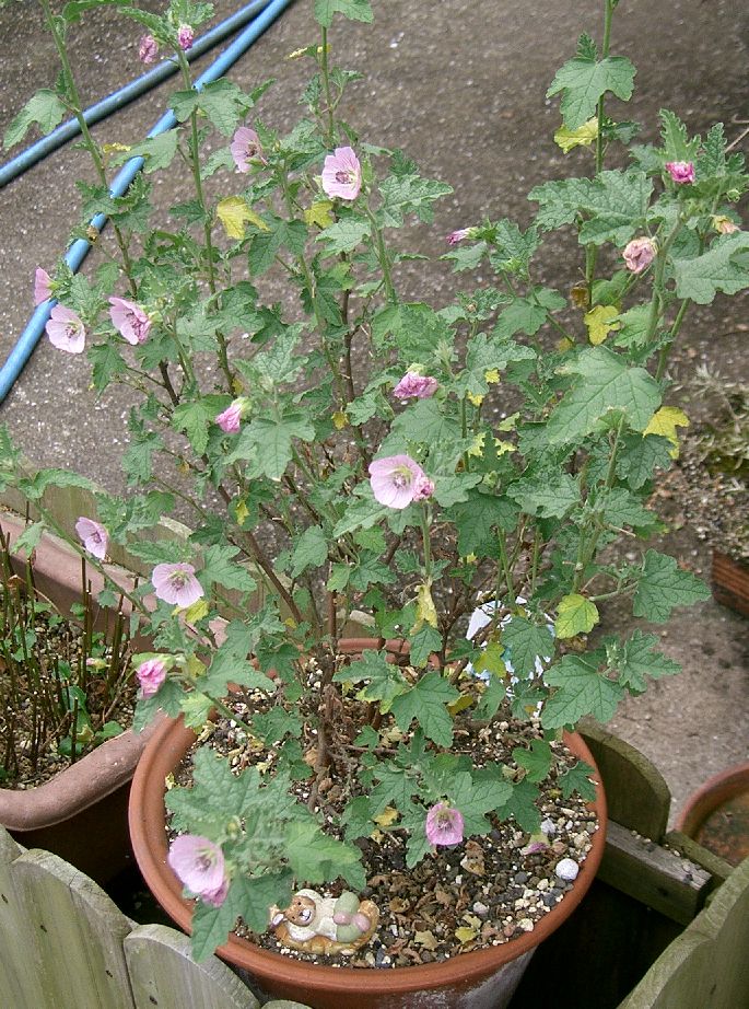 Anisodontea capensis (Cape mallow), non-native California subshrub