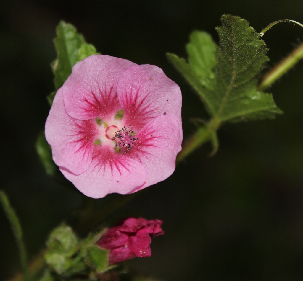 Anisodontea sp., non-native California perennial