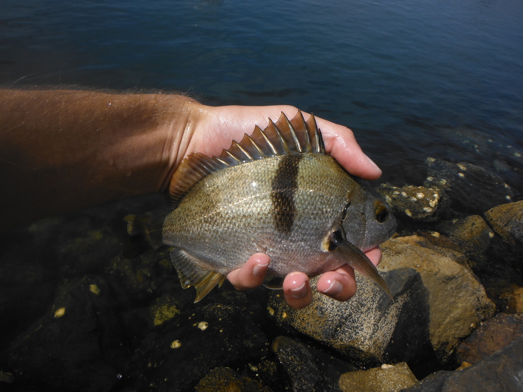 Anisotremus davidsonii (Xantic Sargo), California species