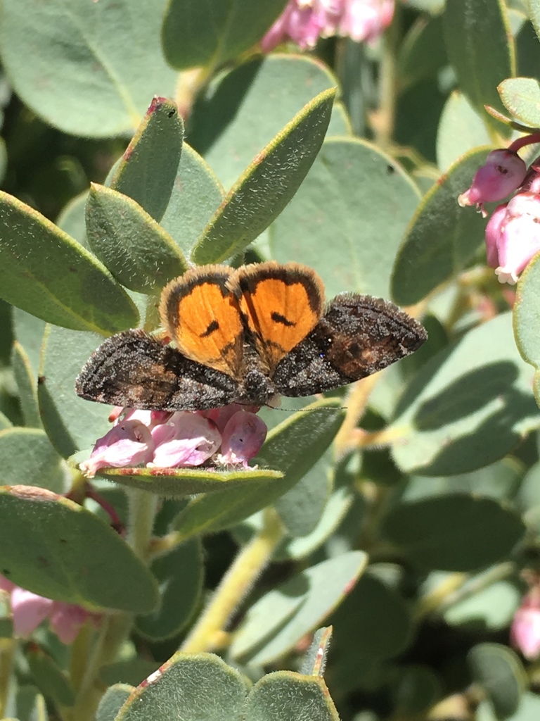 Annaphila astrologa, California species