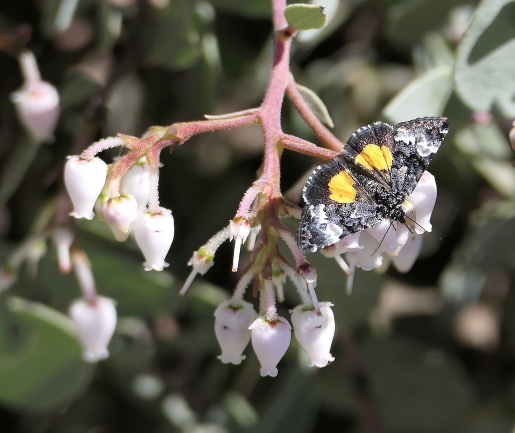 Annaphila decia, California species