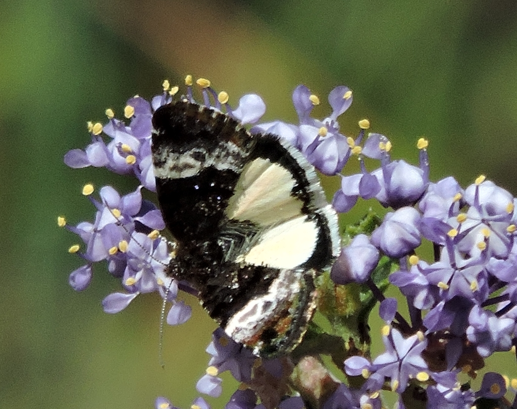 Annaphila diva, California species