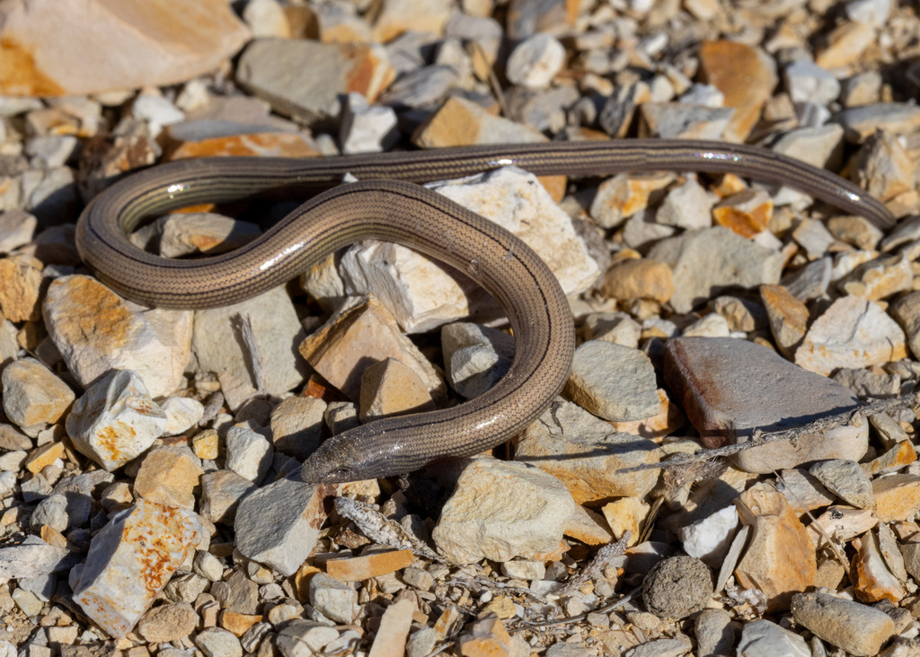 Anniella alexanderae (Temblor legless lizard), California species