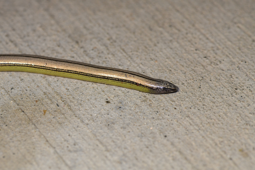 Anniella campi (Southern Sierra Legless Lizard), California species