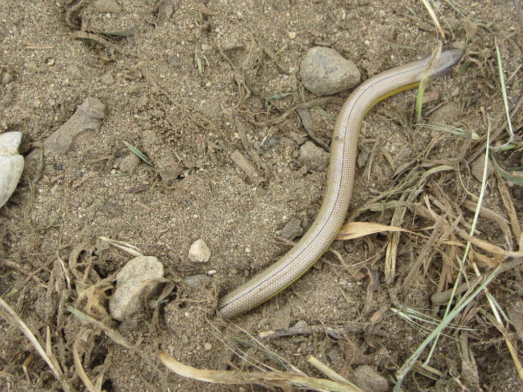 Anniella grinnelli (Bakersfield Legless Lizard), California species