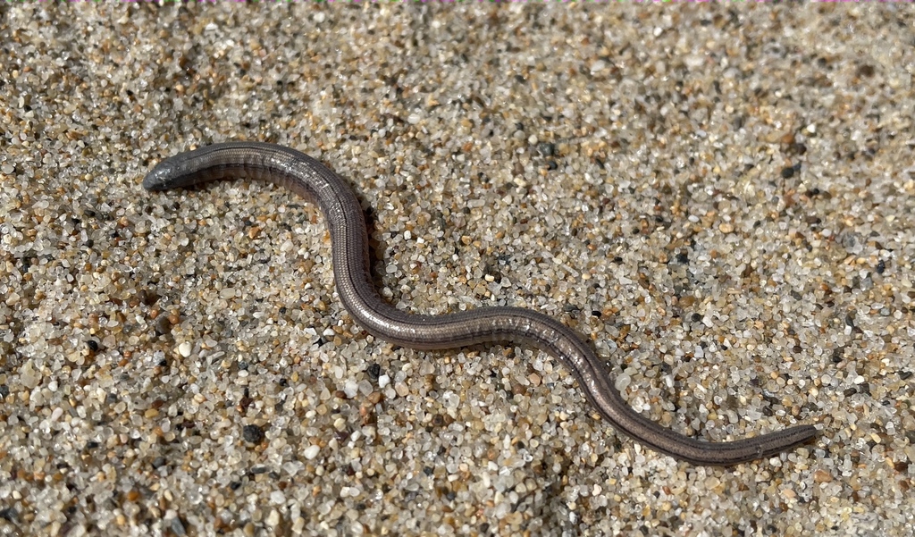 Anniella pulchra (Northern California Legless Lizard), California species