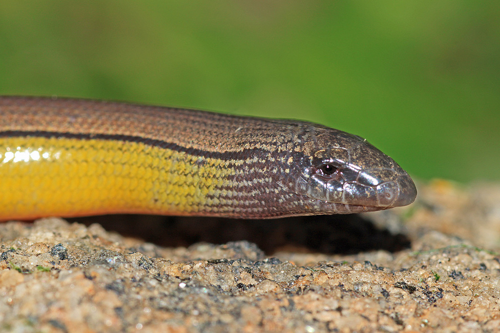Anniella sp. (California Legless Lizard), California species