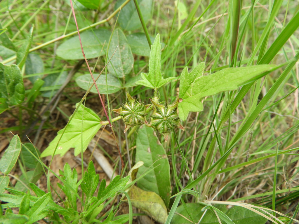 Anoda cristata (Violettas), non-native California herb