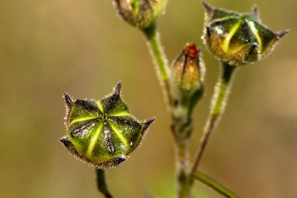 Anoda pentaschista (Field anoda), non-native California herb