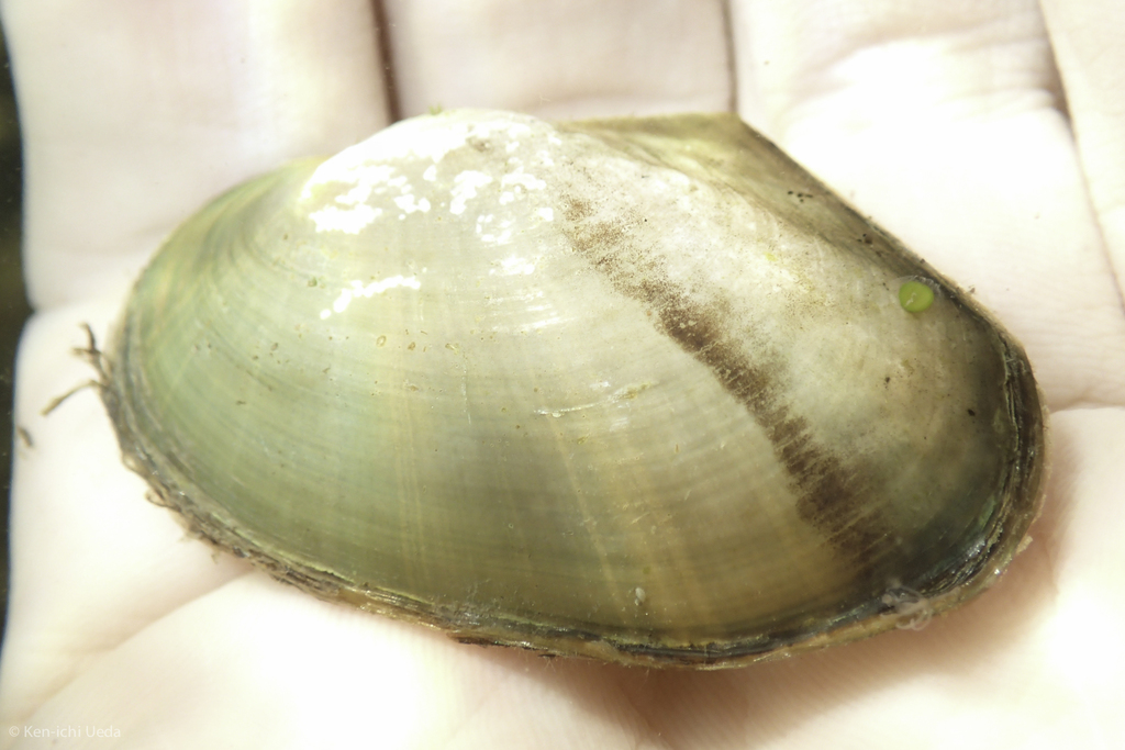 Anodonta californiensis (California Floater), California species