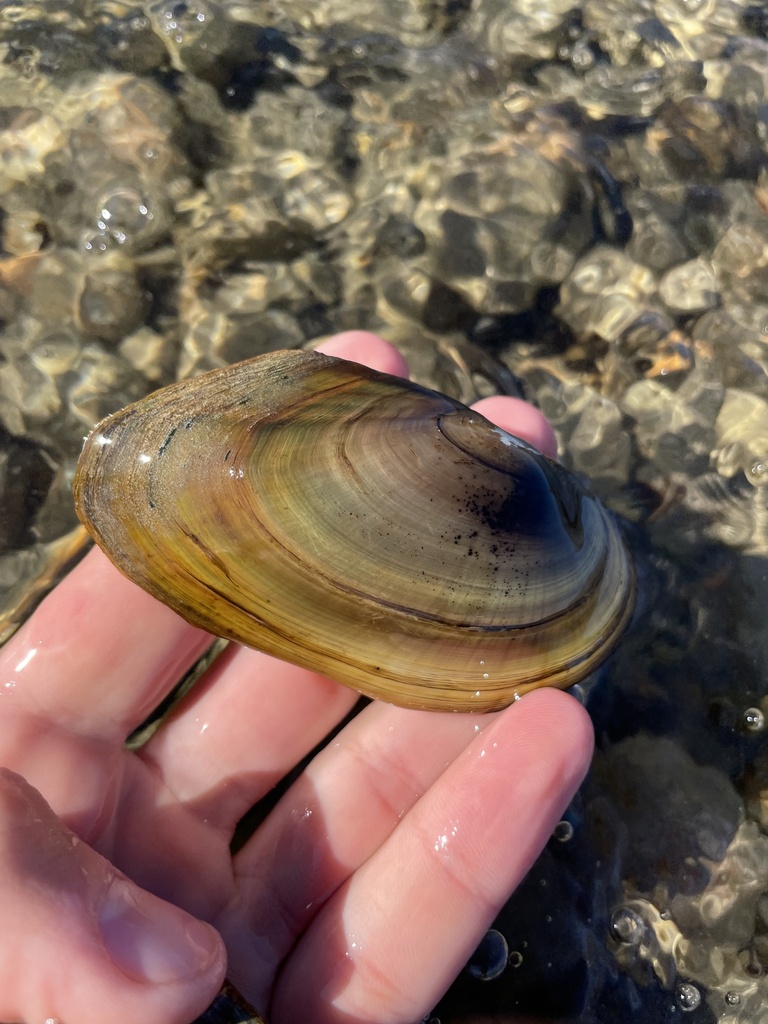 Anodonta oregonensis (Oregon Floater), California species