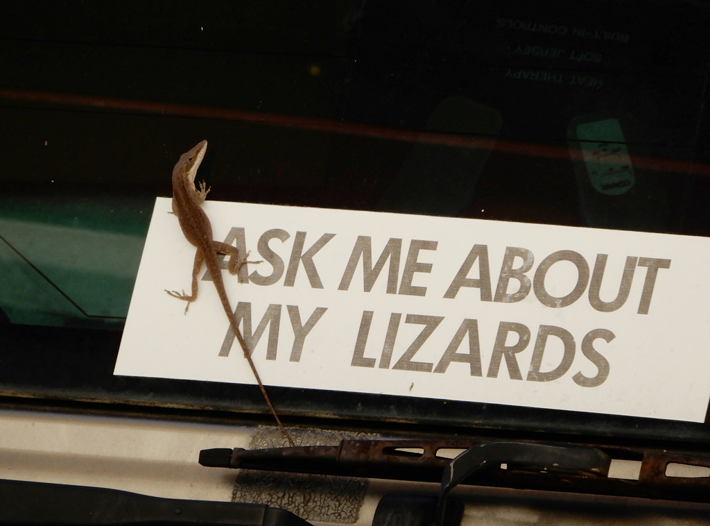 Anolis carolinensis (Green Anole), California species