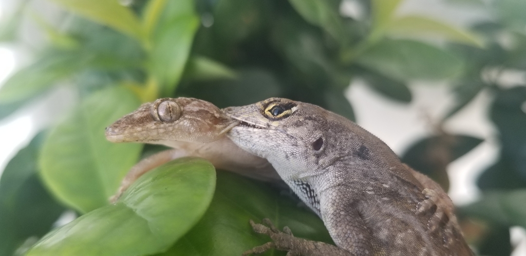 Anolis sagrei (Brown Anole), California species