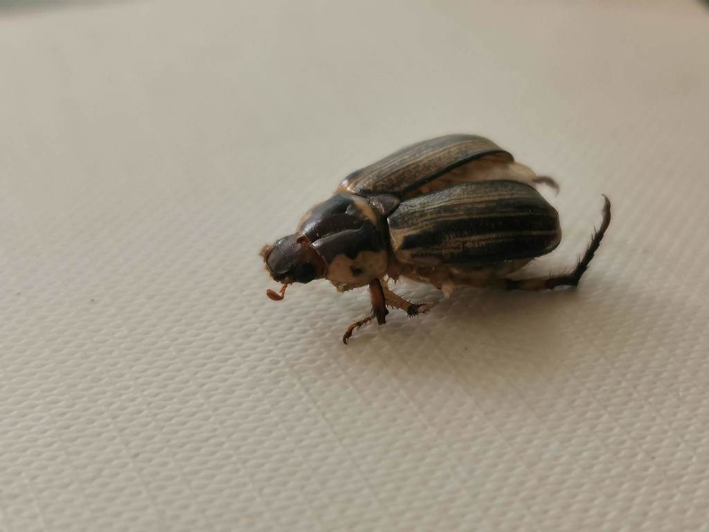 Anomala hardyorum (Hardy's Dune Beetle), California species