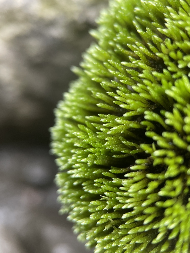 Anomobryum julaceum (slender silver moss), California species
