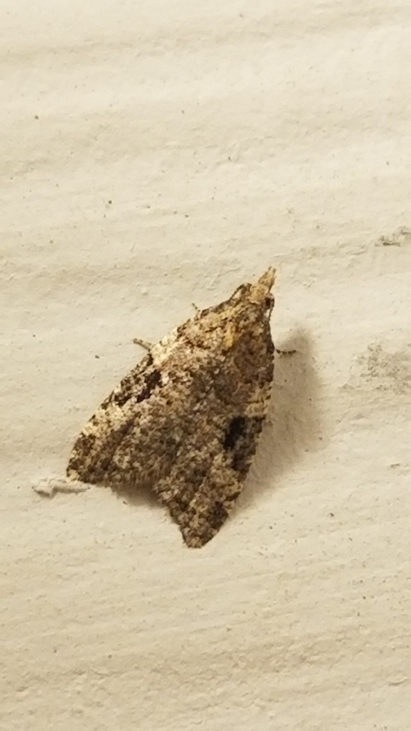 Anopina triangulana, California species