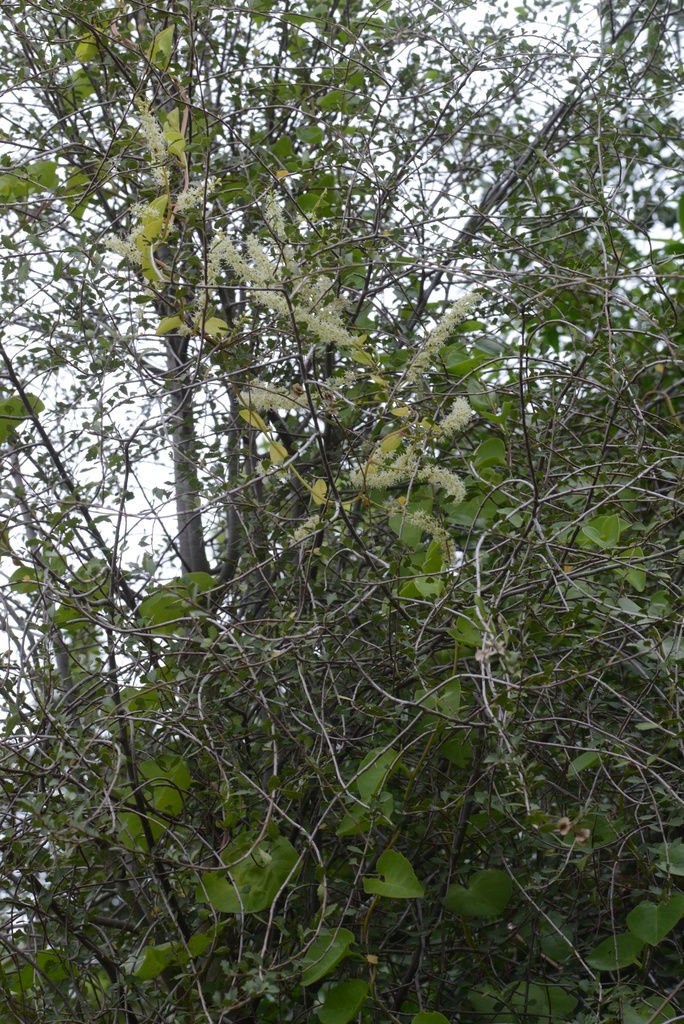 Anredera cordifolia (Mignonette vine), non-native California vine