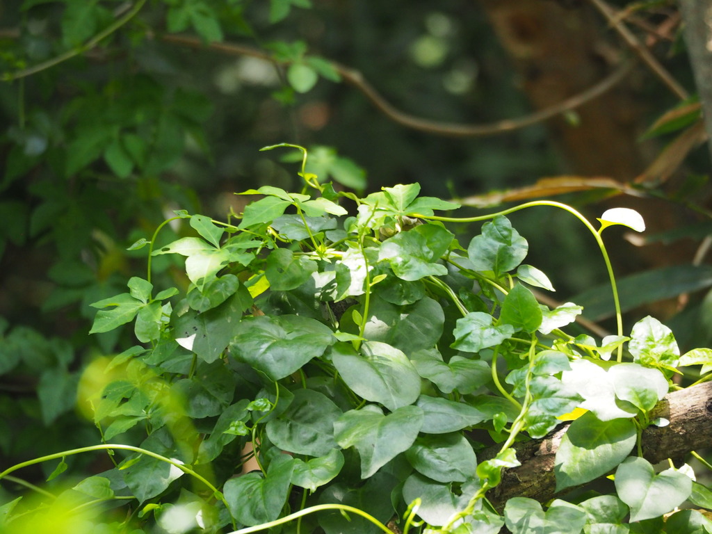 Anredera sp. (Madeira vine), non-native California perennial