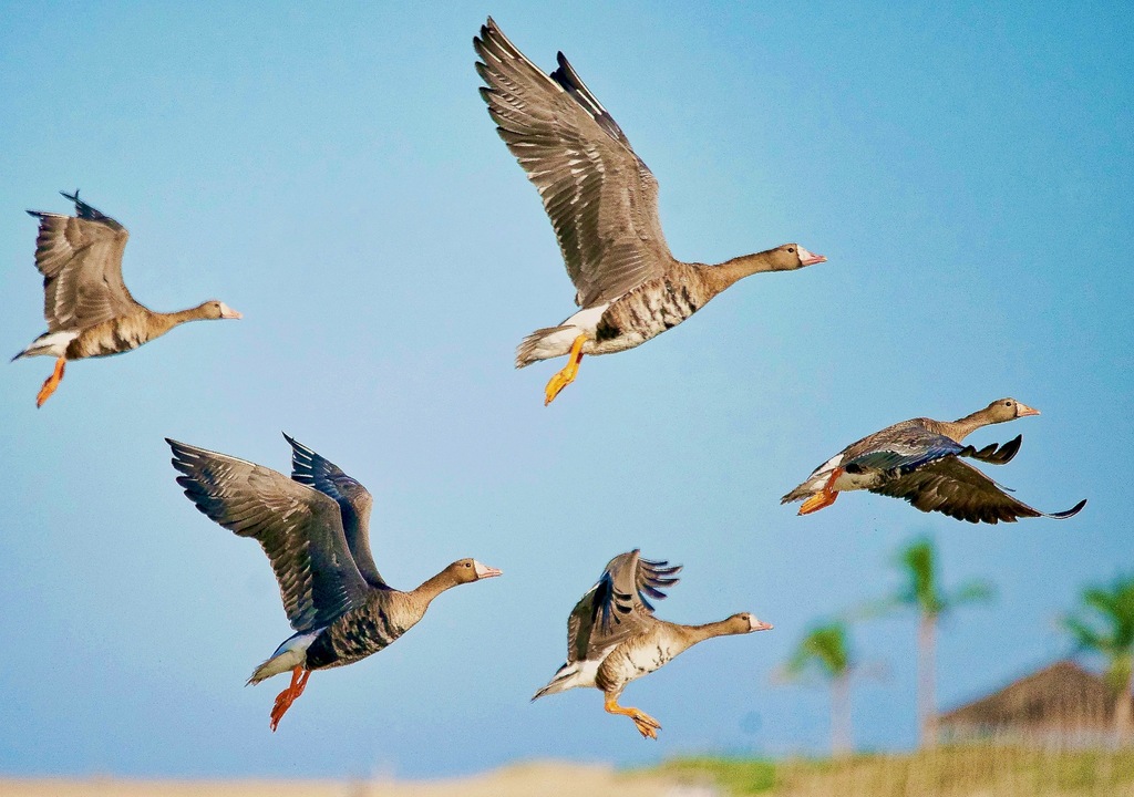 Anser albifrons ssp. elgasi (Tule Greater White-fronted Goose), California species