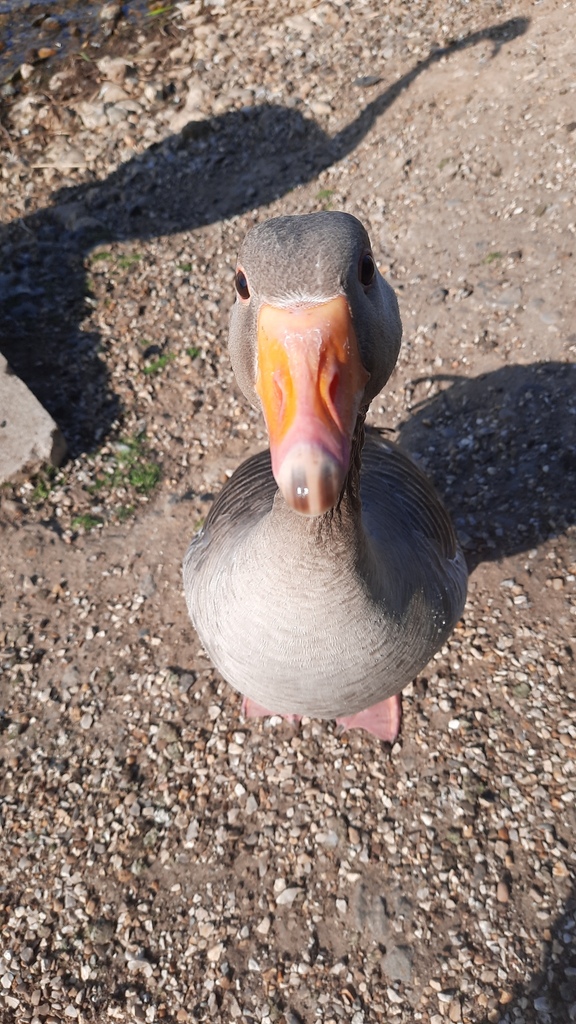 Anser anser (Greylag Goose), California species