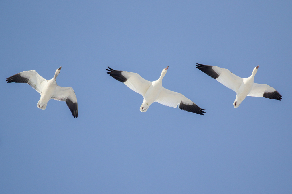Anser caerulescens (Snow Goose), California species