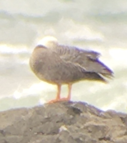Anser canagicus (Emperor Goose), California species