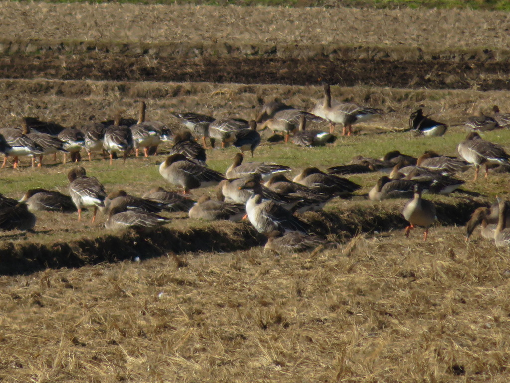 Anser fabalis (Taiga Bean-Goose), California species