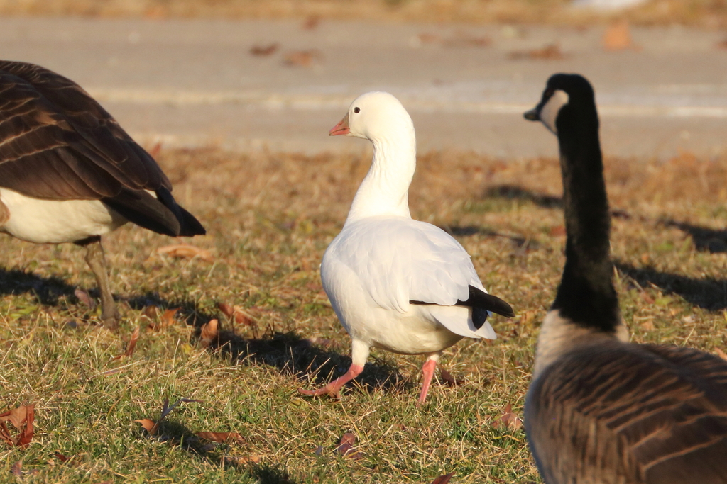 Anser rossii (Ross's Goose), California species