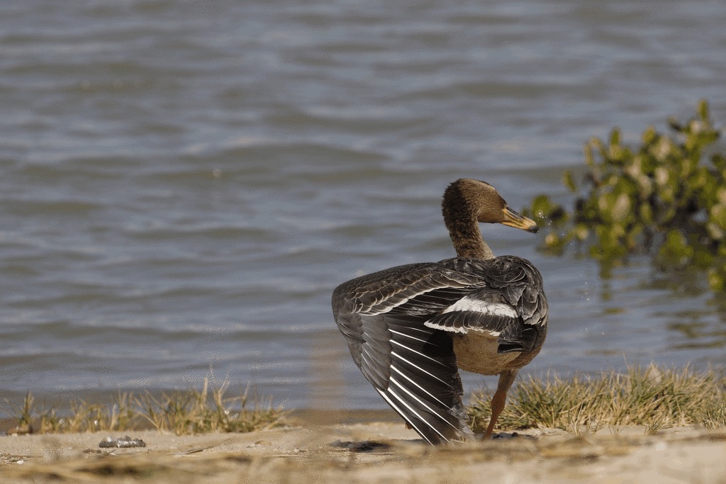 Anser serrirostris (Tundra Bean-Goose), California species