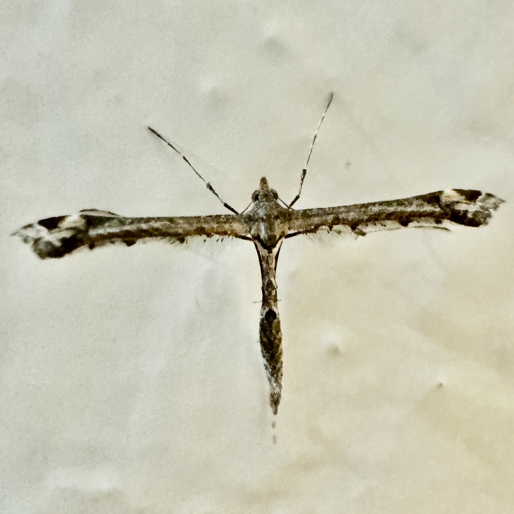 Anstenoptilia marmarodactyla, California species