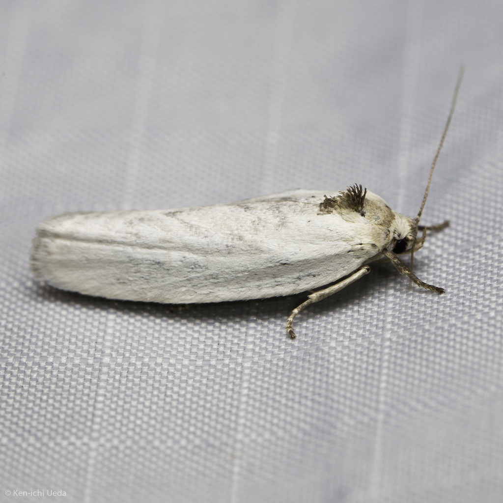 Antaeotricha manzanitae, California species