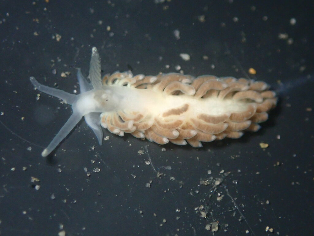 Anteaeolidiella chromosoma (Colorful Aeolid), California species