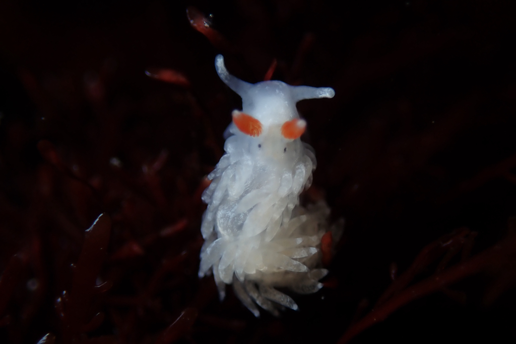 Anteaeolidiella oliviae (Olive's Aeolid), California species