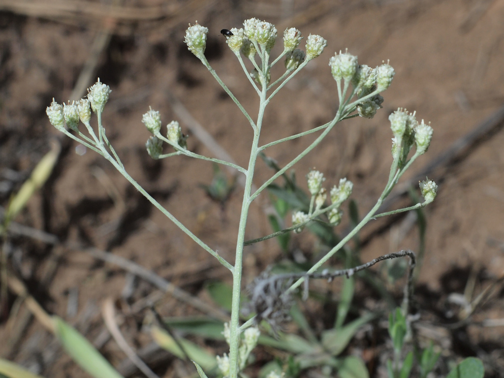 Antennaria argentea (Silver pussytoes), native California herb