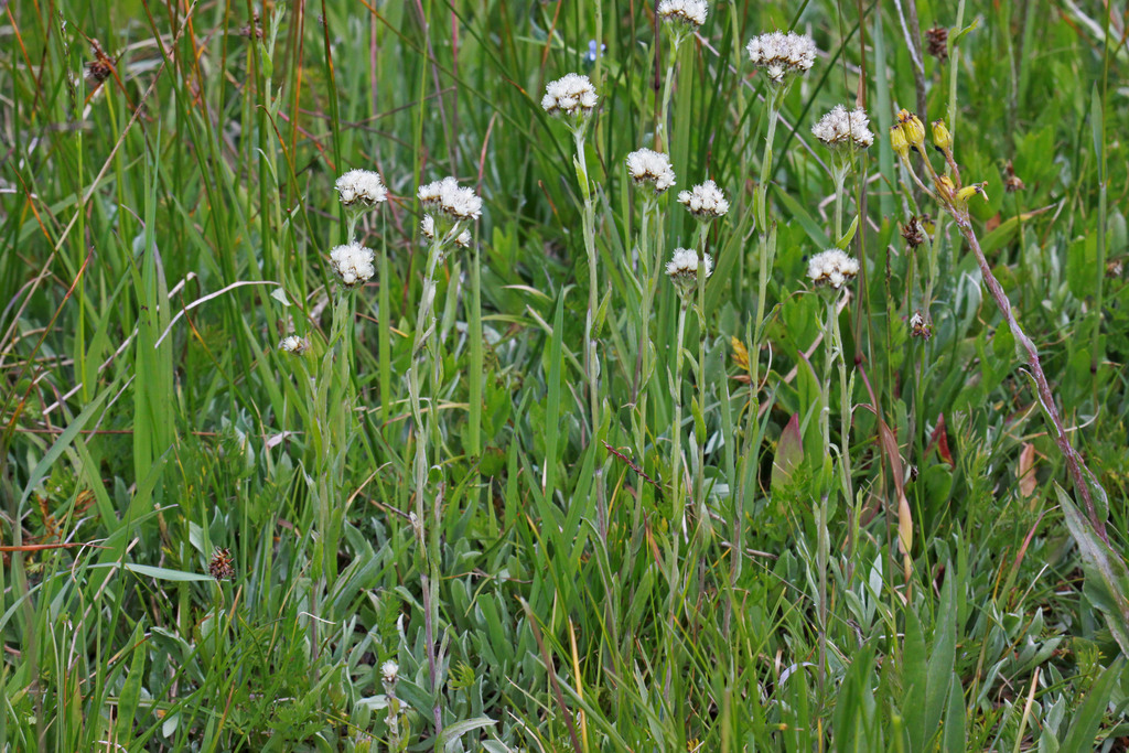 Antennaria corymbosa (Flat top pussytoes), native California herb
