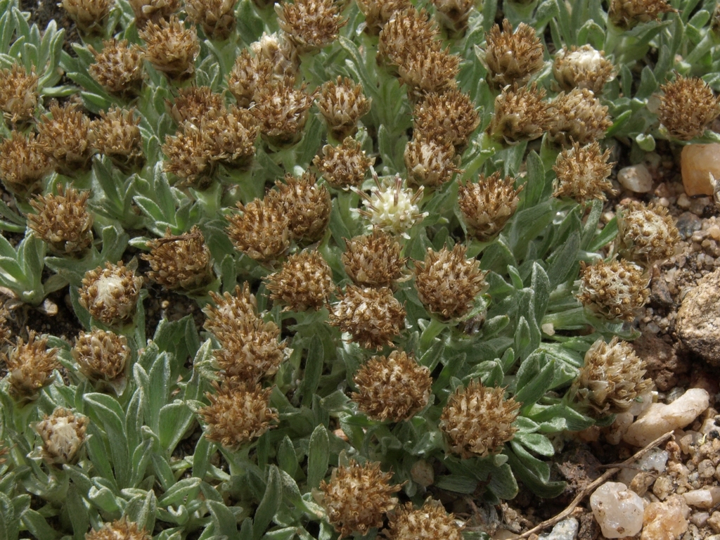 Antennaria dimorpha (Gray cushion pussytoes), native California subshrub