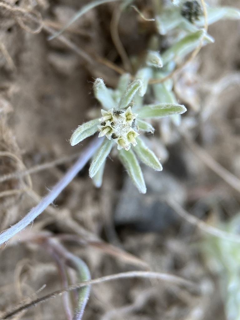 Antennaria flagellaris (Stoloniferous pussy-toes), native California herb