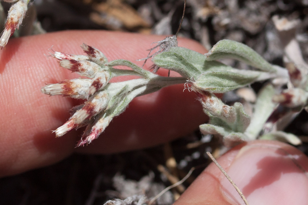 Antennaria geyeri (Geyer's pussytoes), native California subshrub