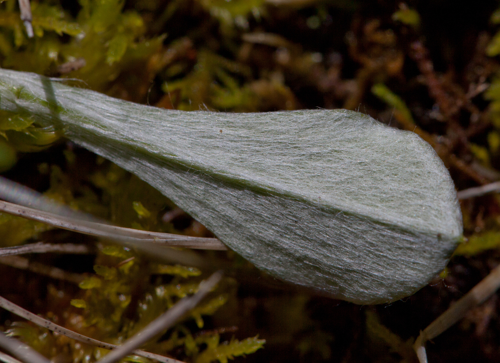Antennaria howellii subsp. howellii, native California herb