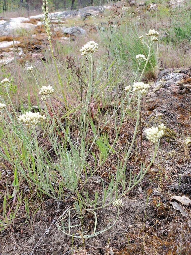 Antennaria luzuloides (Rush pussytoes), native California subshrub