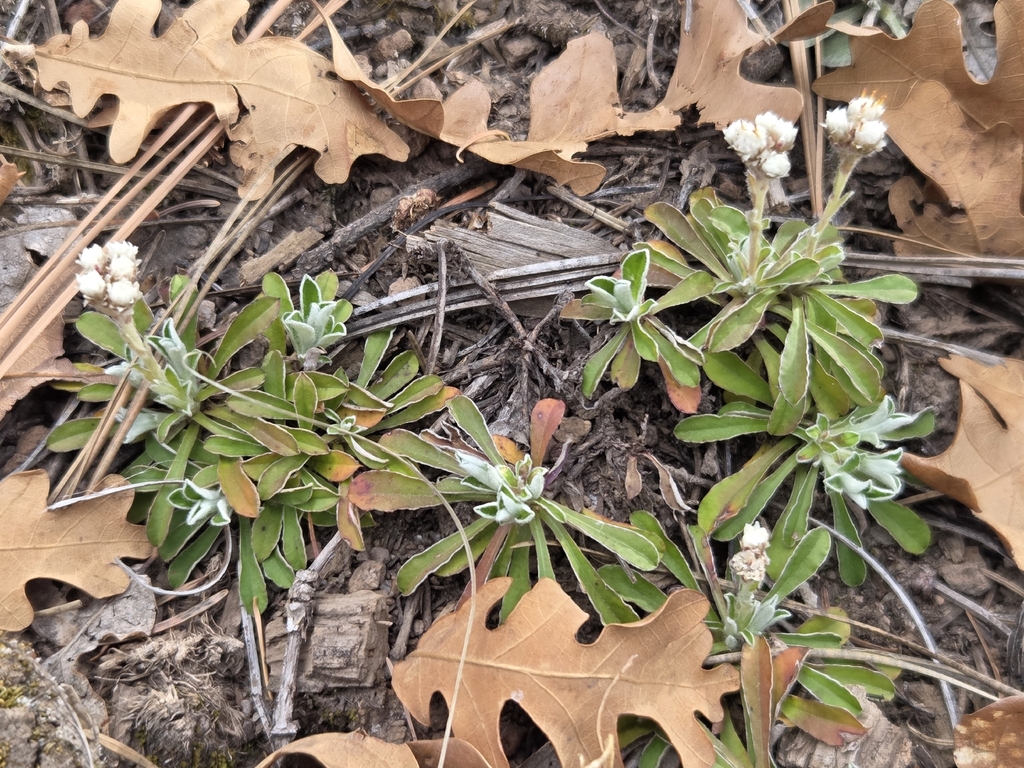 Antennaria marginata (White-margined everlasting), native California herb