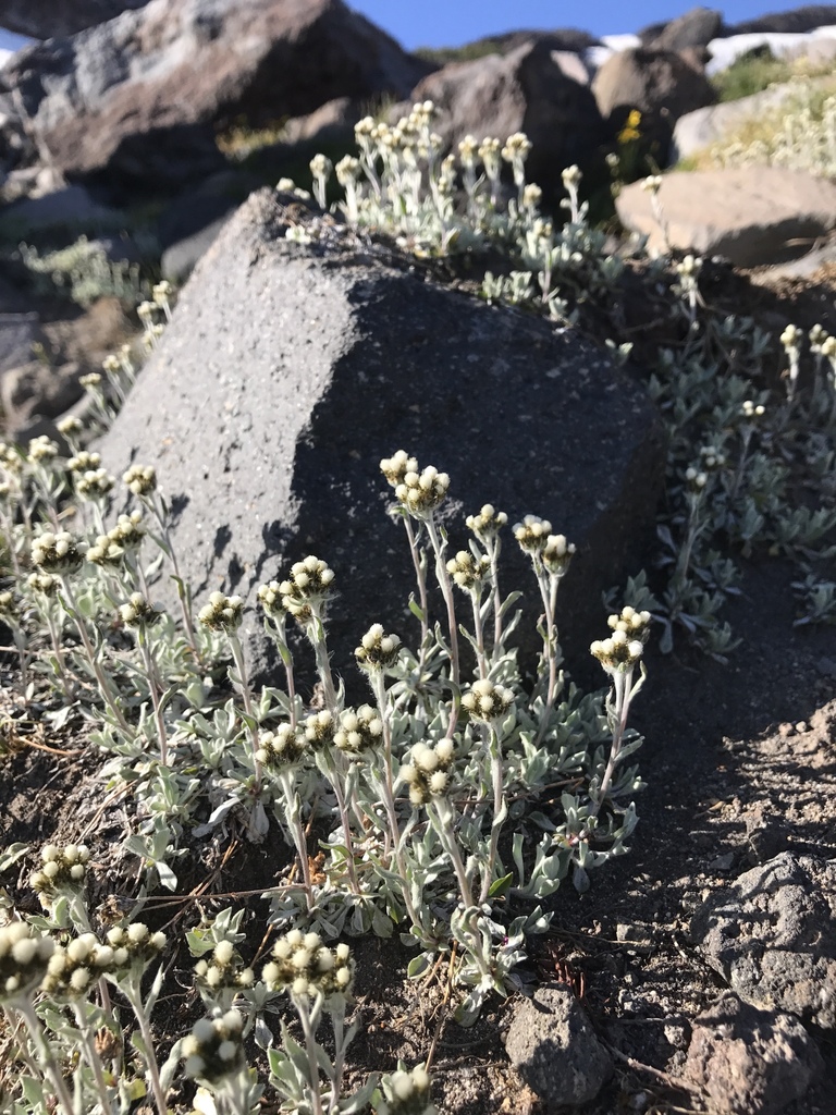Antennaria media (Alpine pussytoes), native California herb