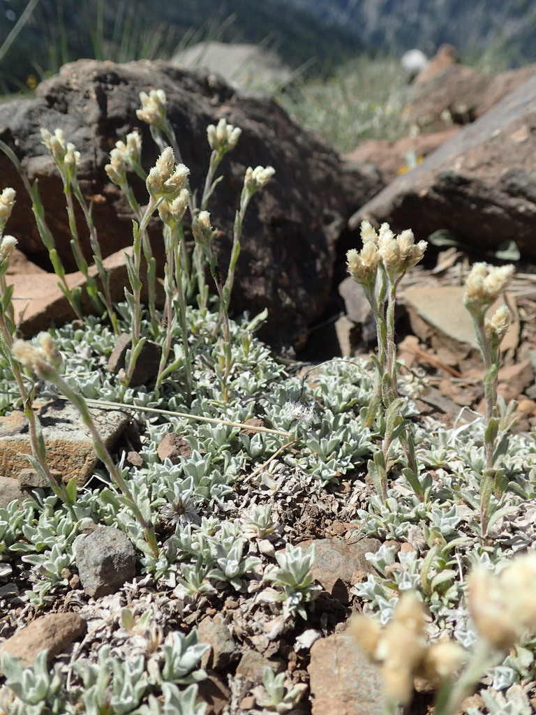 Antennaria microphylla (Littleleaf pussytoes), native California herb