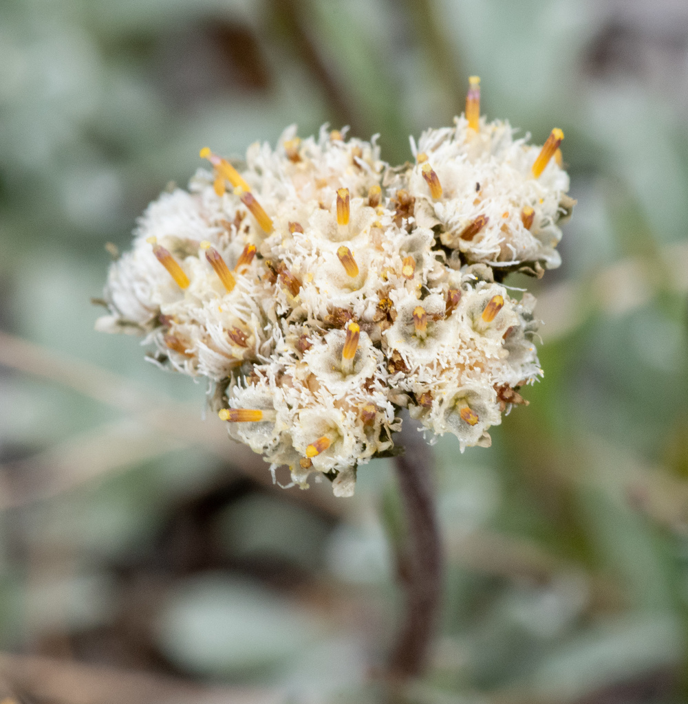 Antennaria pulchella (Beautiful pussy-toes), native California herb