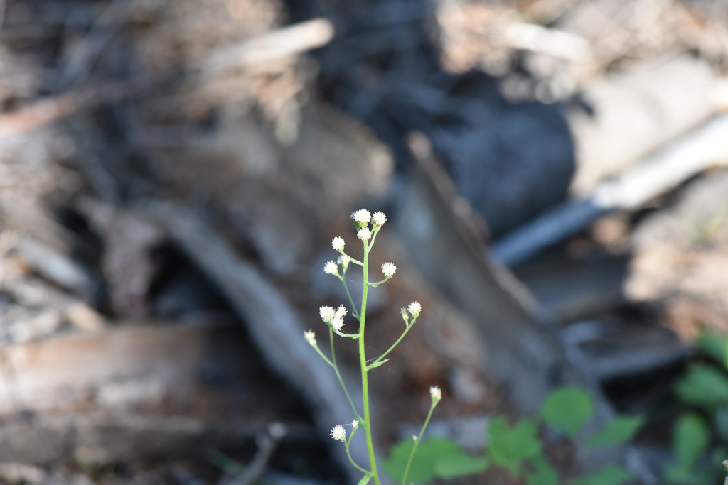 Antennaria racemosa (Raceme pussytoes), native California herb