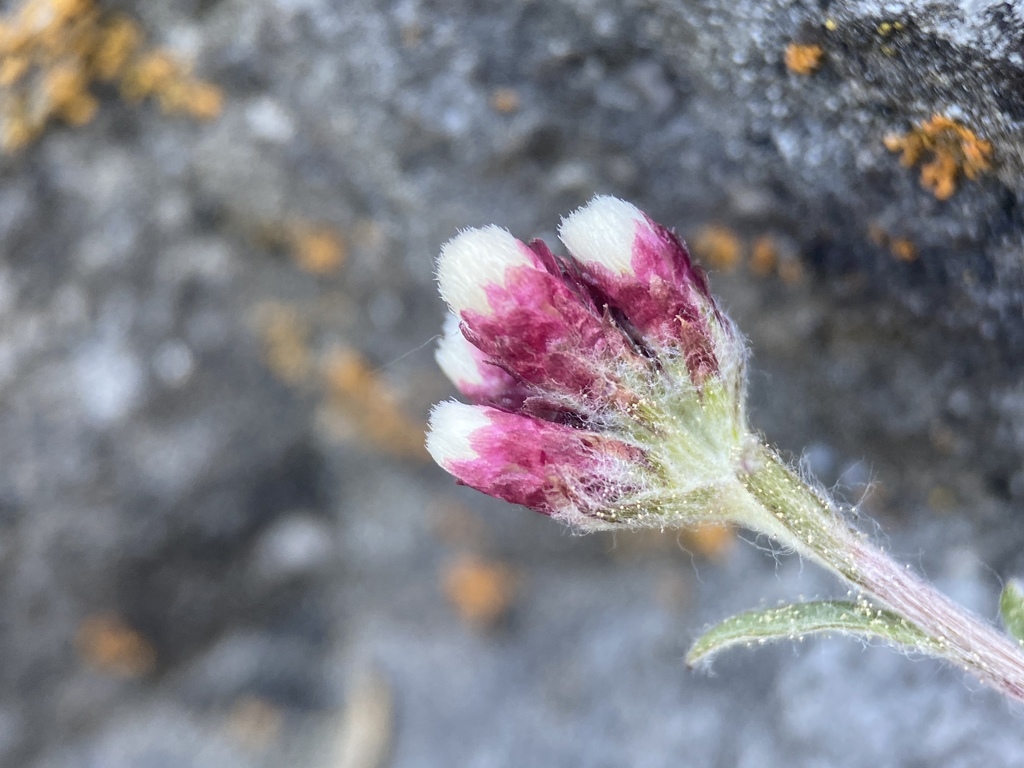 Antennaria rosea subsp. confinis, native California herb