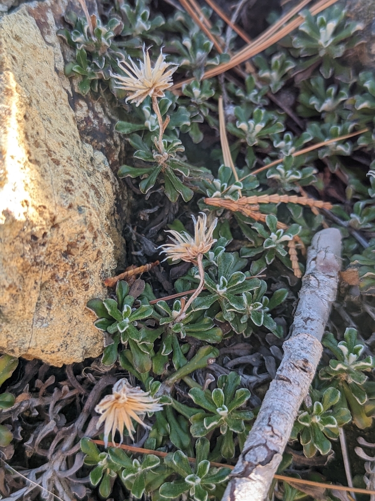 Antennaria suffrutescens (Evergreen everlasting), native California subshrub