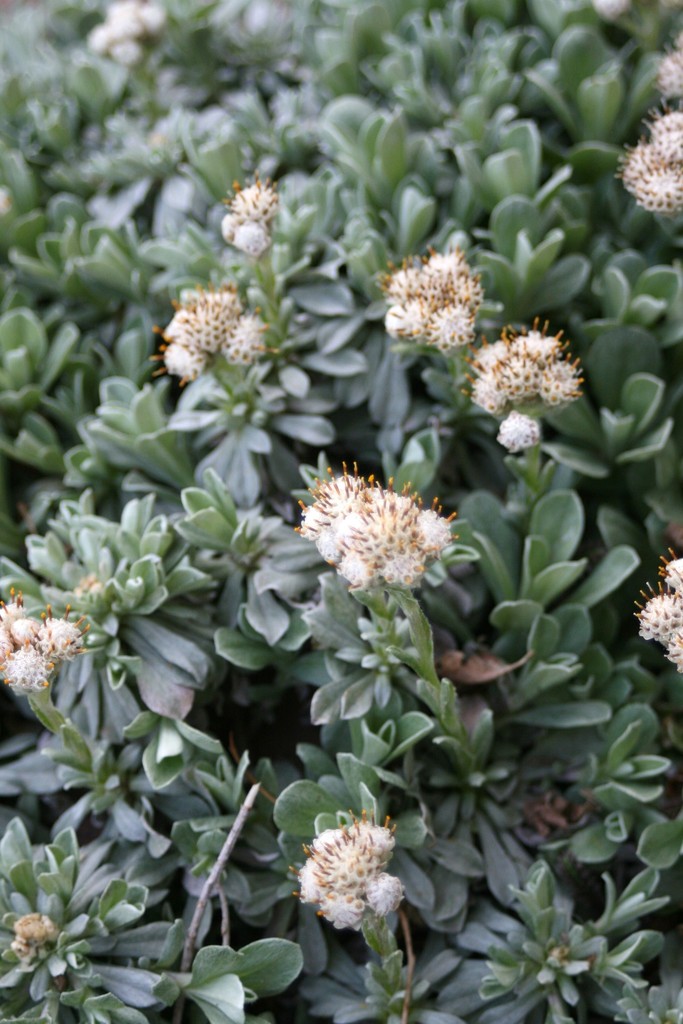 Antennaria umbrinella (Brown pussytoes), native California herb