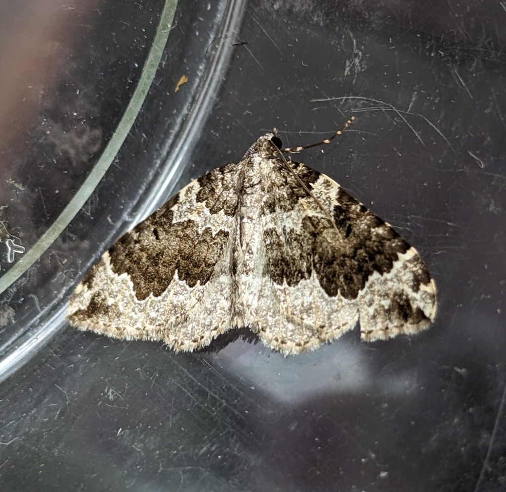 Antepirrhoe semiatrata (Black-banded Carpet Moth), California species